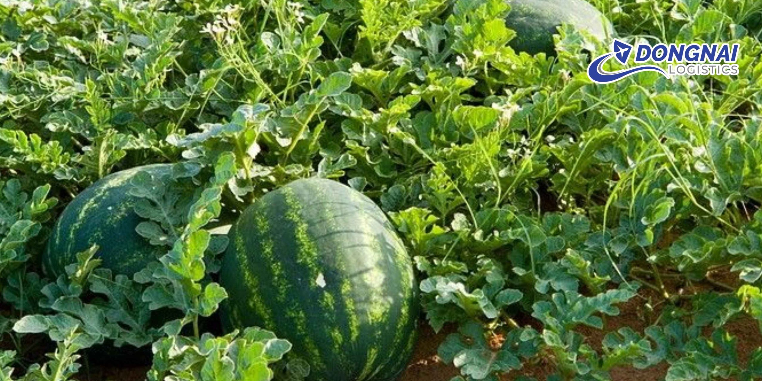 Gửi Dưa Hấu Từ Việt Nam Đi Nhật Bản – Tươi Đẹp Chuẩn Xuất Khẩu Cùng DongNai Logistics