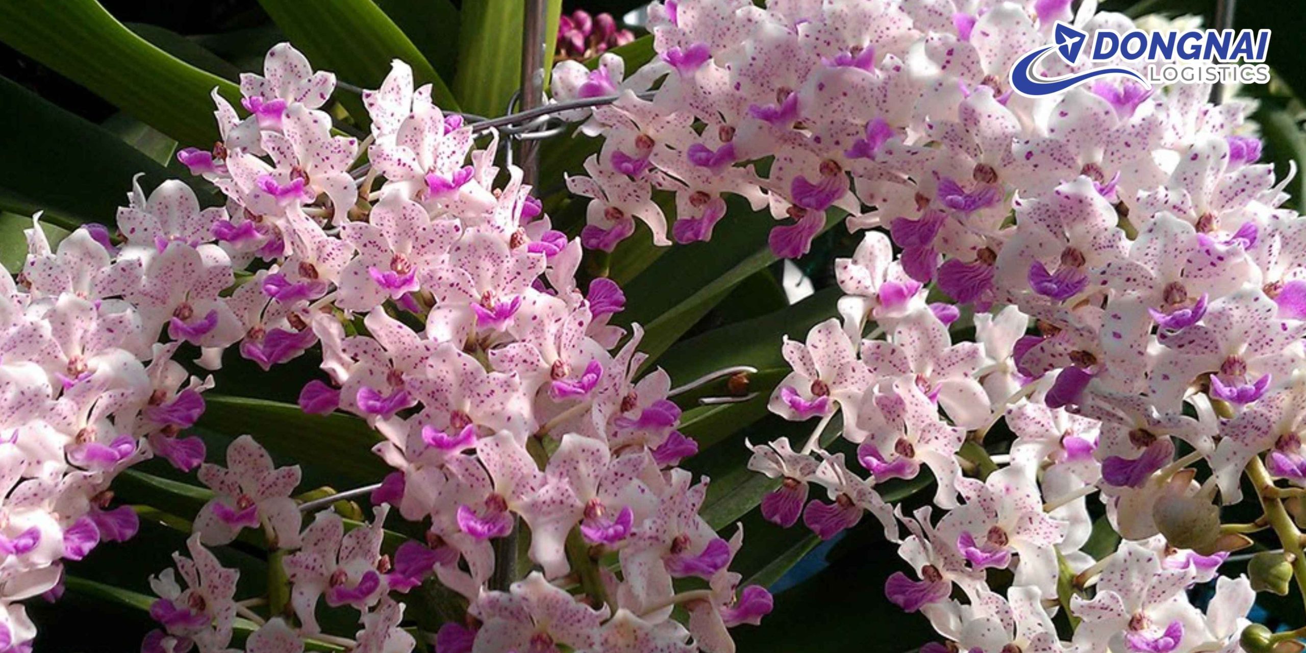 Gửi Hoa Lan Từ Biên Hòa Đến Cần Thơ – Giữ Trọn Vẻ Đẹp Cùng DongNai Logistics