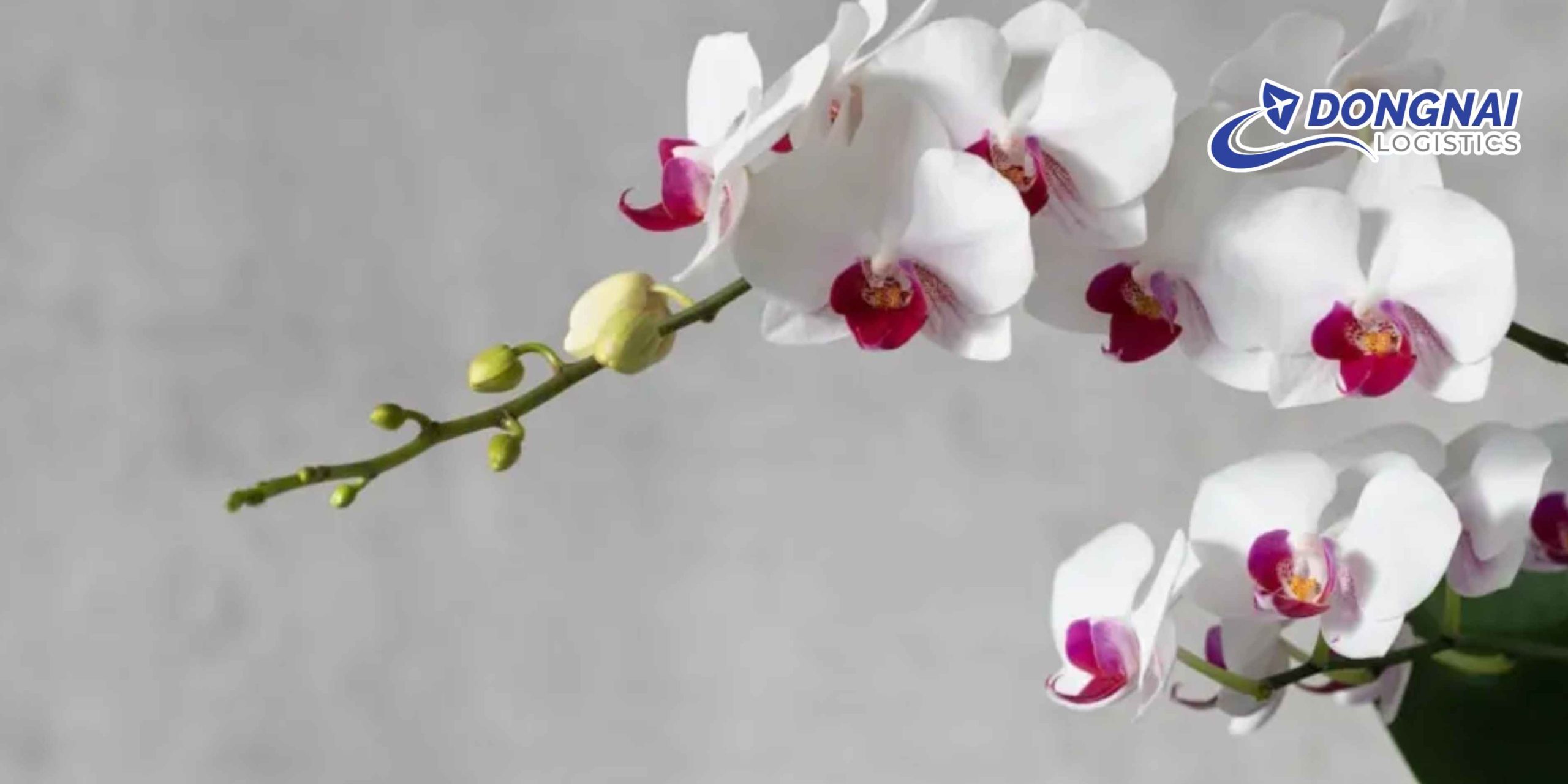 Gửi Hoa Lan Từ Biên Hòa Đến Cần Thơ – Giữ Trọn Vẻ Đẹp Cùng DongNai Logistics