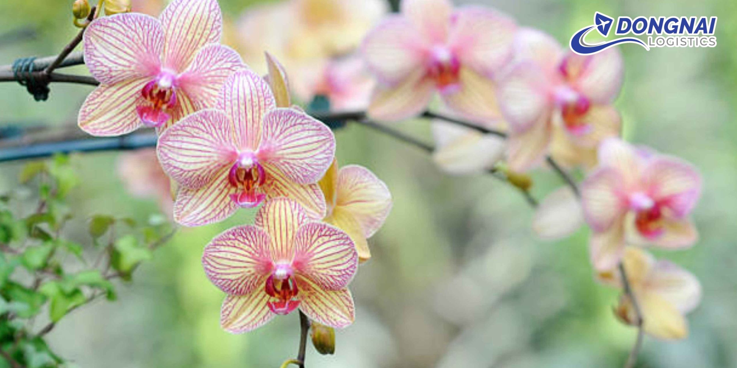 Gửi Hoa Lan Từ Biên Hòa Đến Cần Thơ – Giữ Trọn Vẻ Đẹp Cùng DongNai Logistics