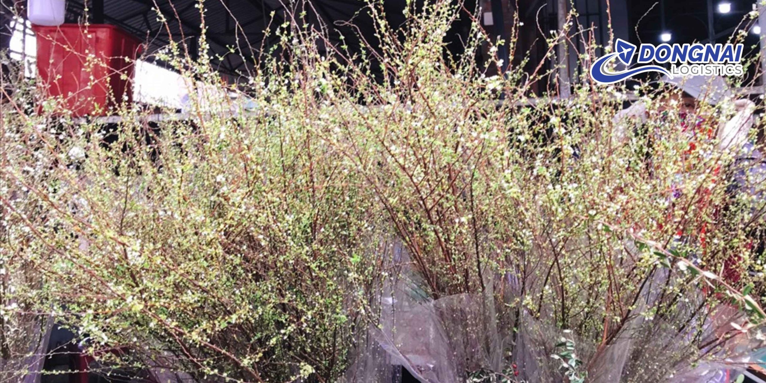 Gửi Cây Hoa Tuyết Mai Từ Đà Lạt Về Cần Thơ Sắm Tết – Giữ Dáng Đẹp, Nở Đúng Dịp Cùng DongNai Logistics