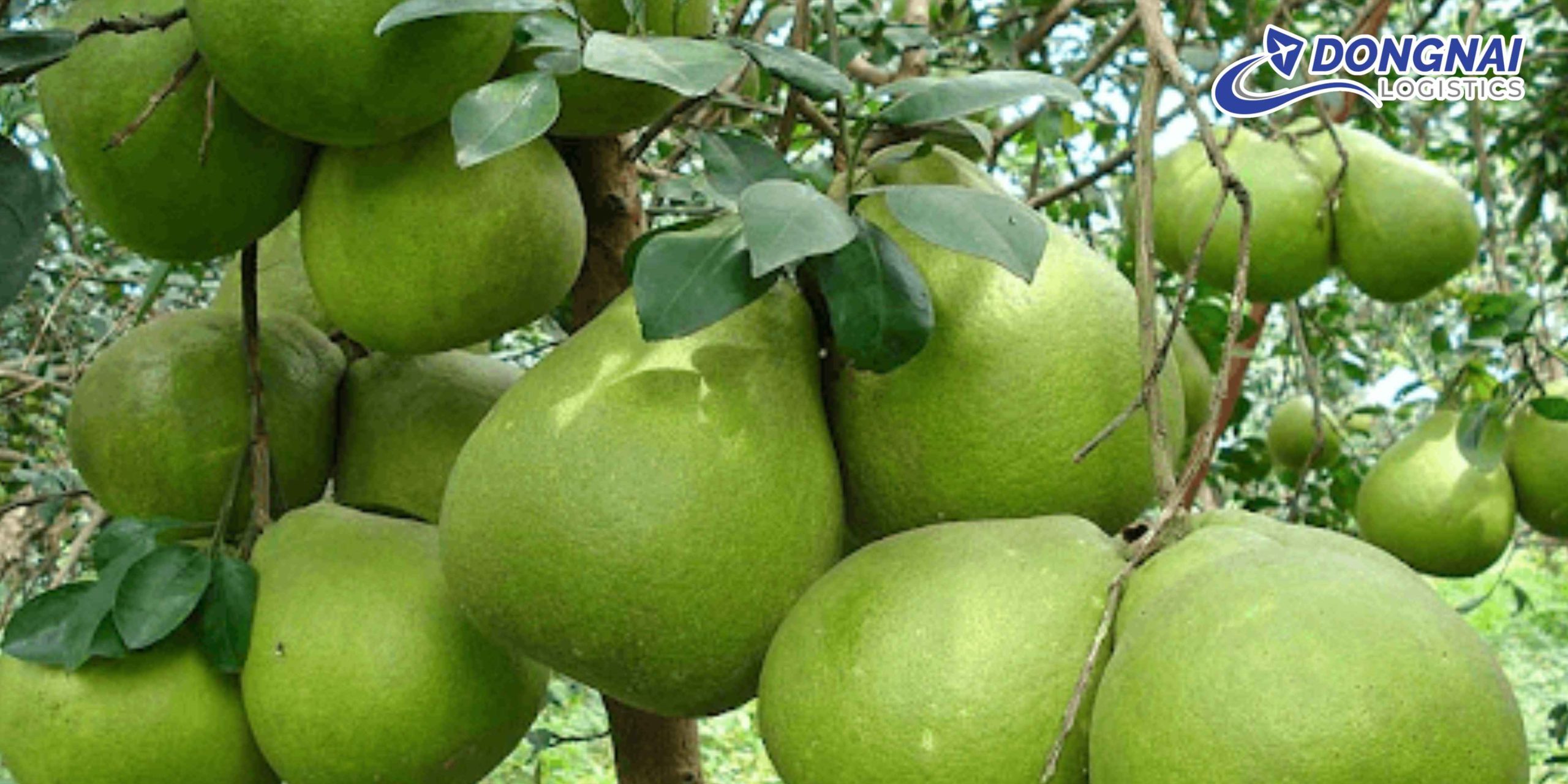 Gửi Bưởi Tân Triều Từ Đồng Nai Đi Nha Trang – Tươi Ngon, Không Dập Nát Cùng DongNai Logistics