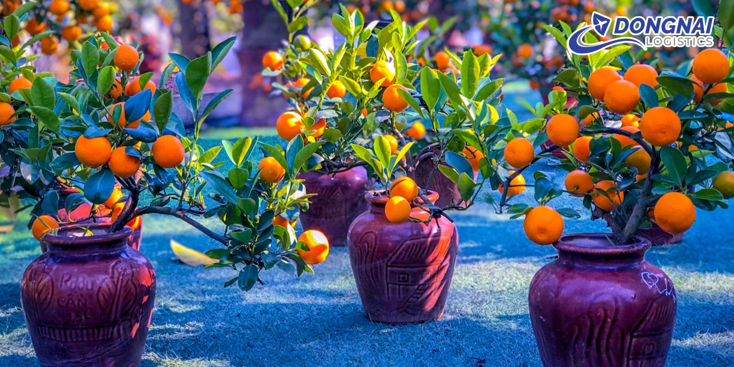 Gửi Cây Quất Từ Bình Dương Đi Cần Thơ Cùng DongNai Logistics