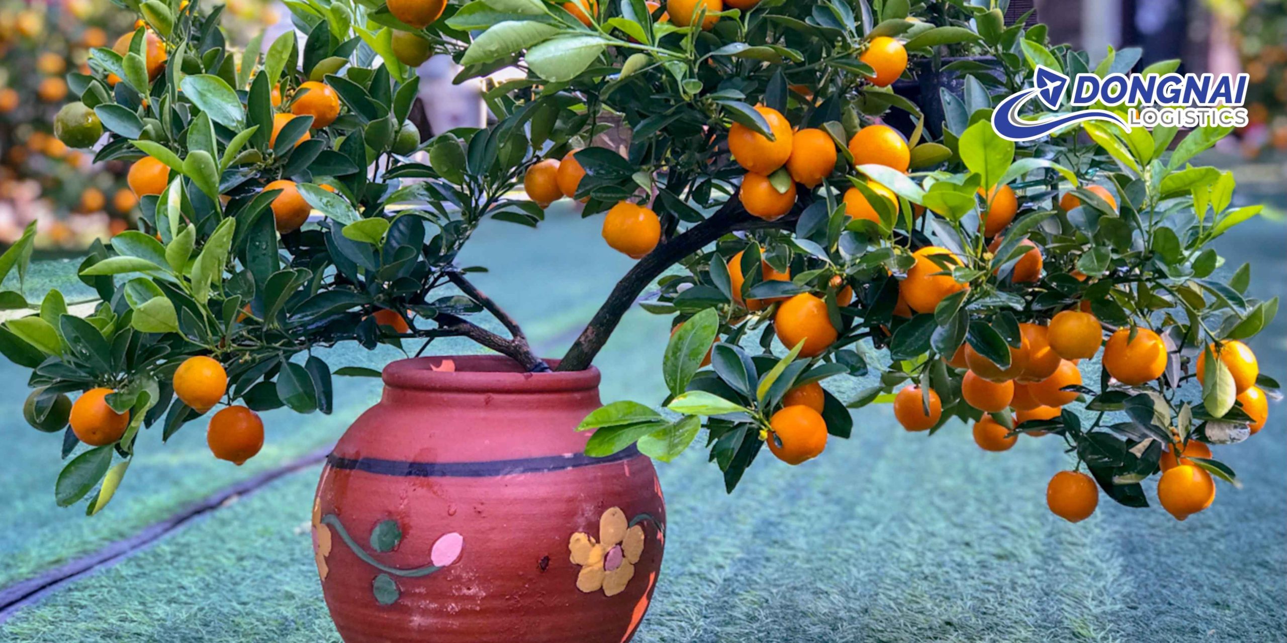 Gửi Cây Quất Từ Bình Dương Đi Cần Thơ Cùng DongNai Logistics