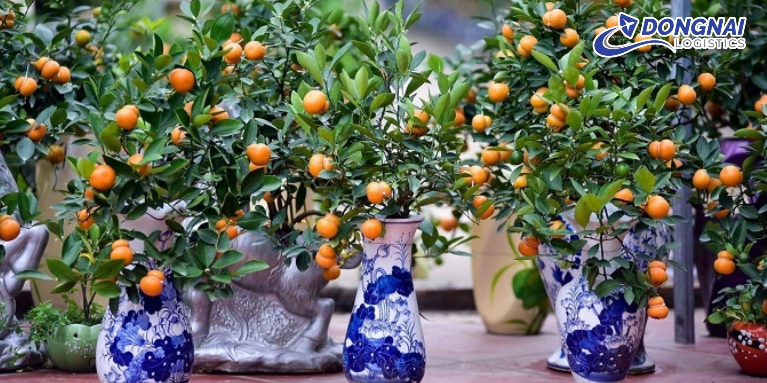 Gửi Cây Quất Từ Bình Dương Đi Cần Thơ Cùng DongNai Logistics