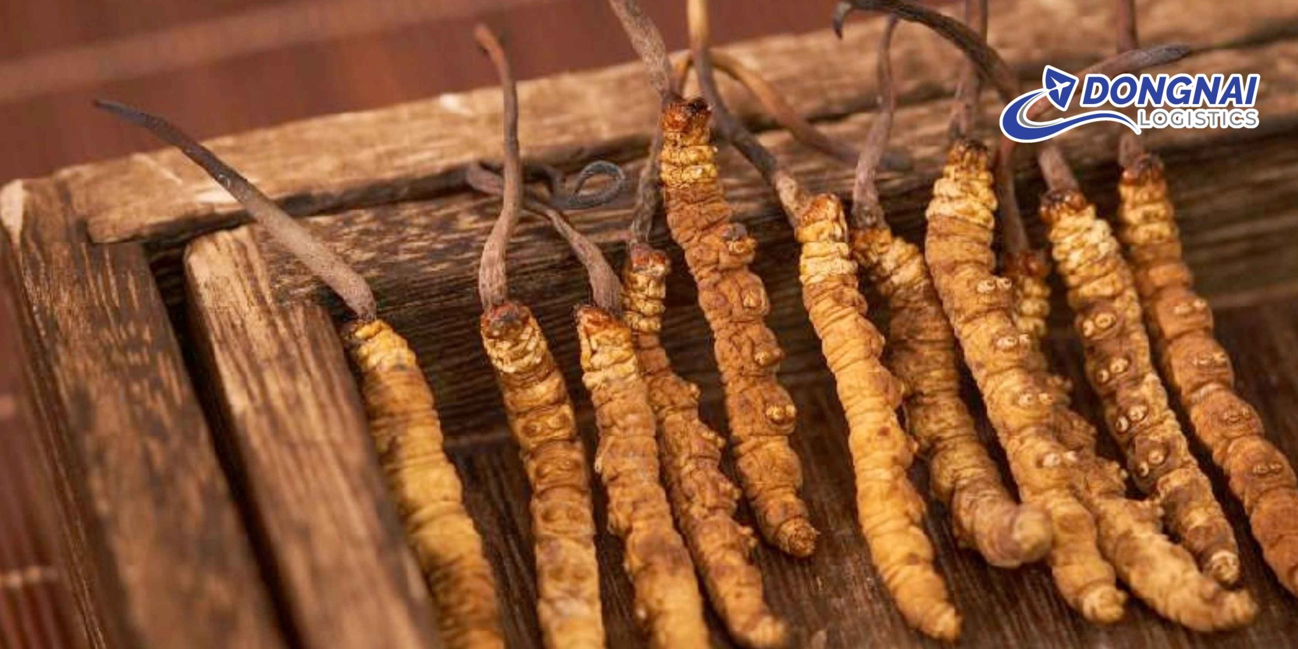 Gửi Đông Trùng Hạ Thảo Từ Việt Nam Sang Trung Quốc – An Toàn, Đúng Chuẩn Cùng DongNai Logistics