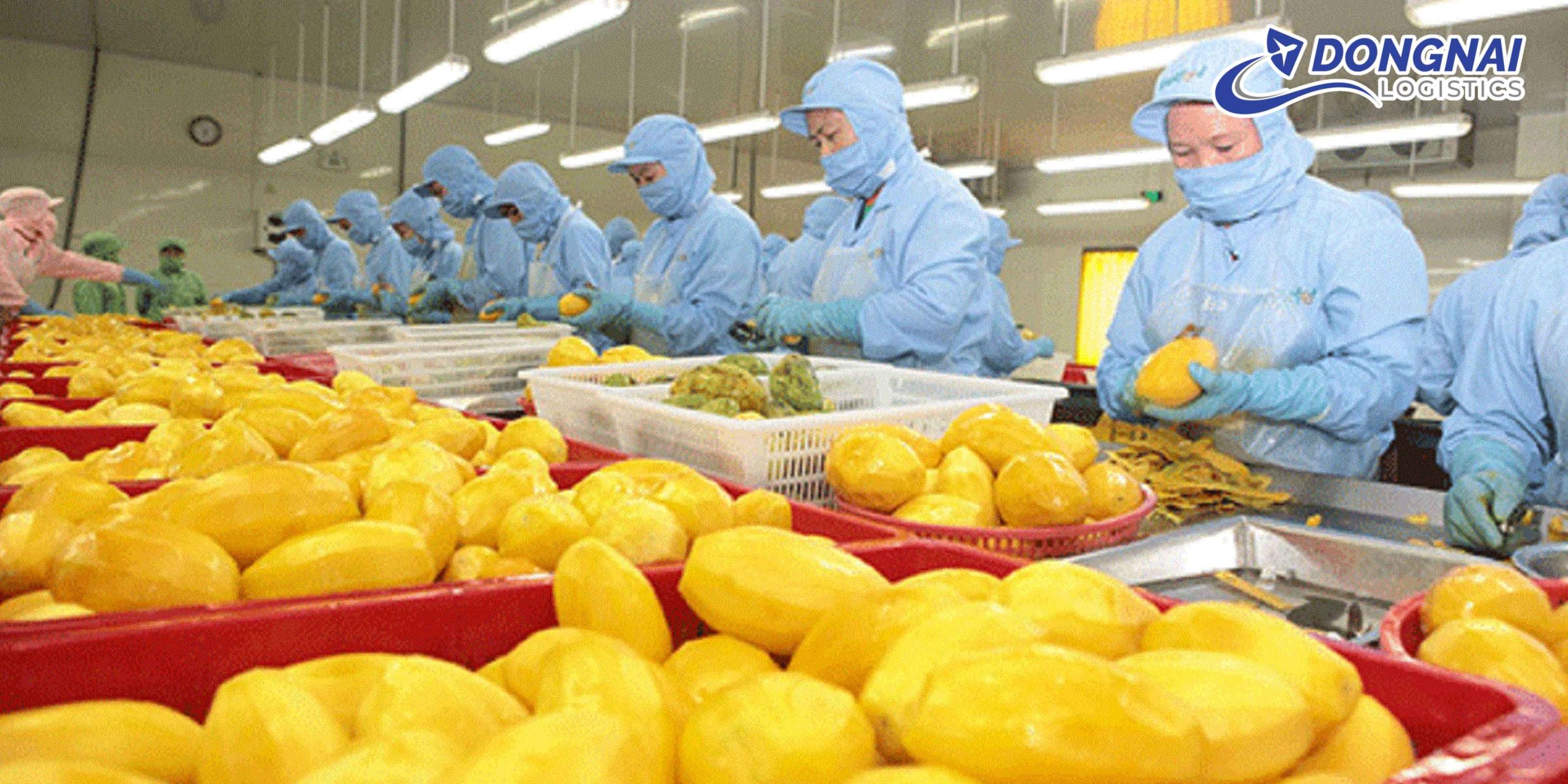 Gửi Rau Củ Chế Biến Sang Trung Quốc – Nhanh, An Toàn, Đúng Chuẩn Cùng DongNai Logistics