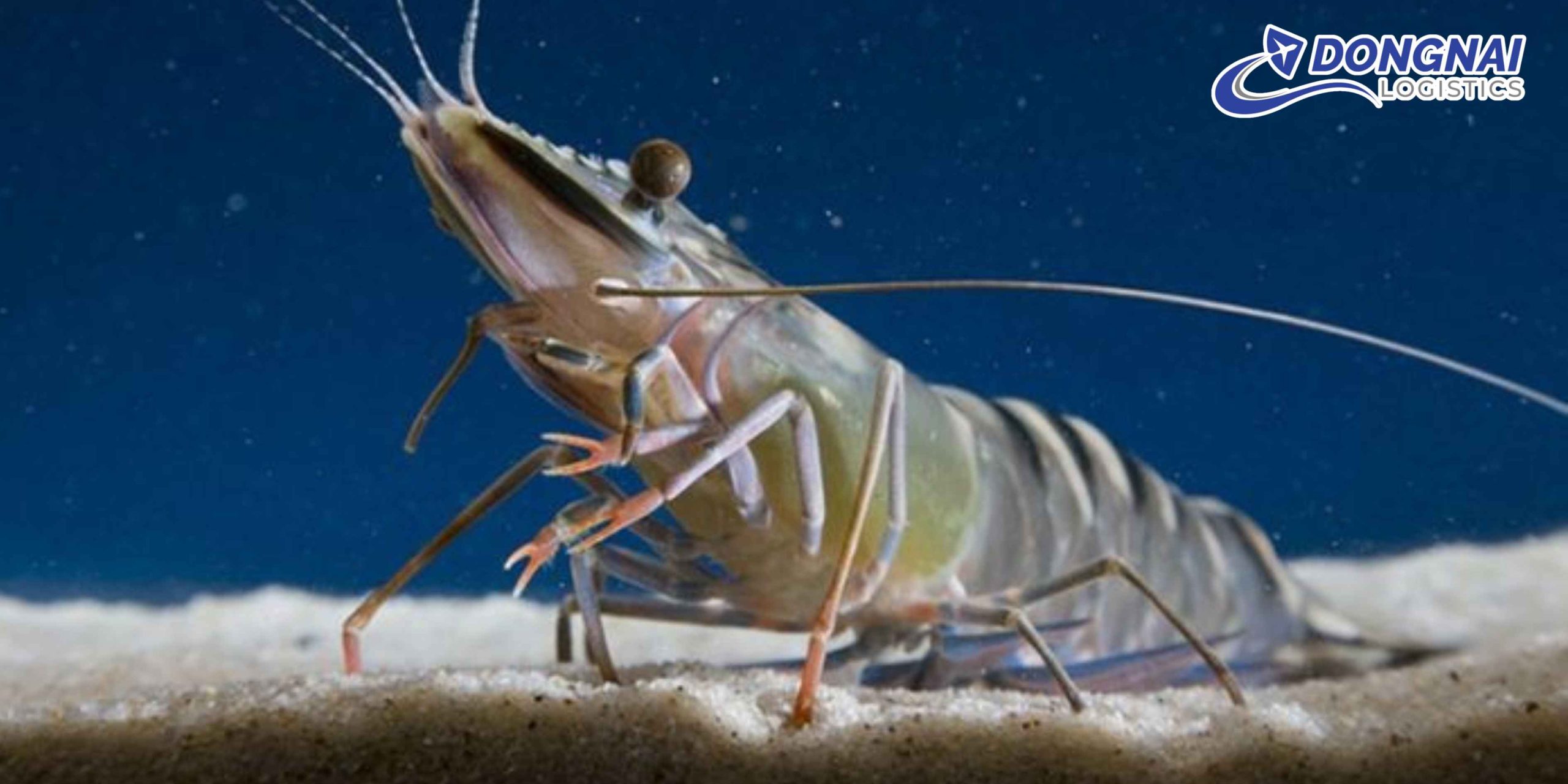 Gửi Tôm Từ Việt Nam Qua Mỹ – Giữ Độ Tươi, Đúng Chuẩn Cùng DongNai Logistics