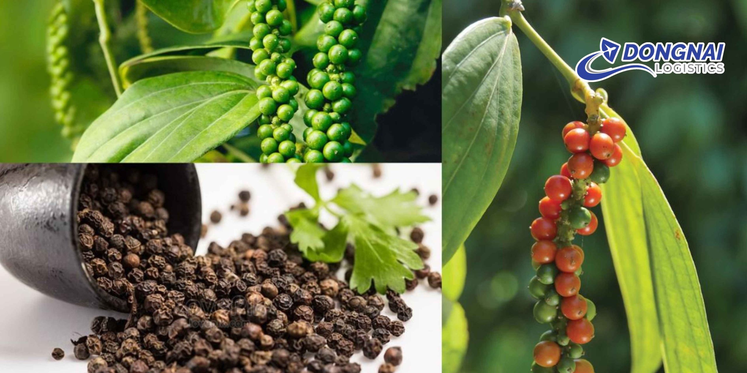 Gửi Hồ Tiêu Từ Việt Nam Sang Hàn Quốc – Giữ Trọn Hương Vị Cùng DongNai Logistics