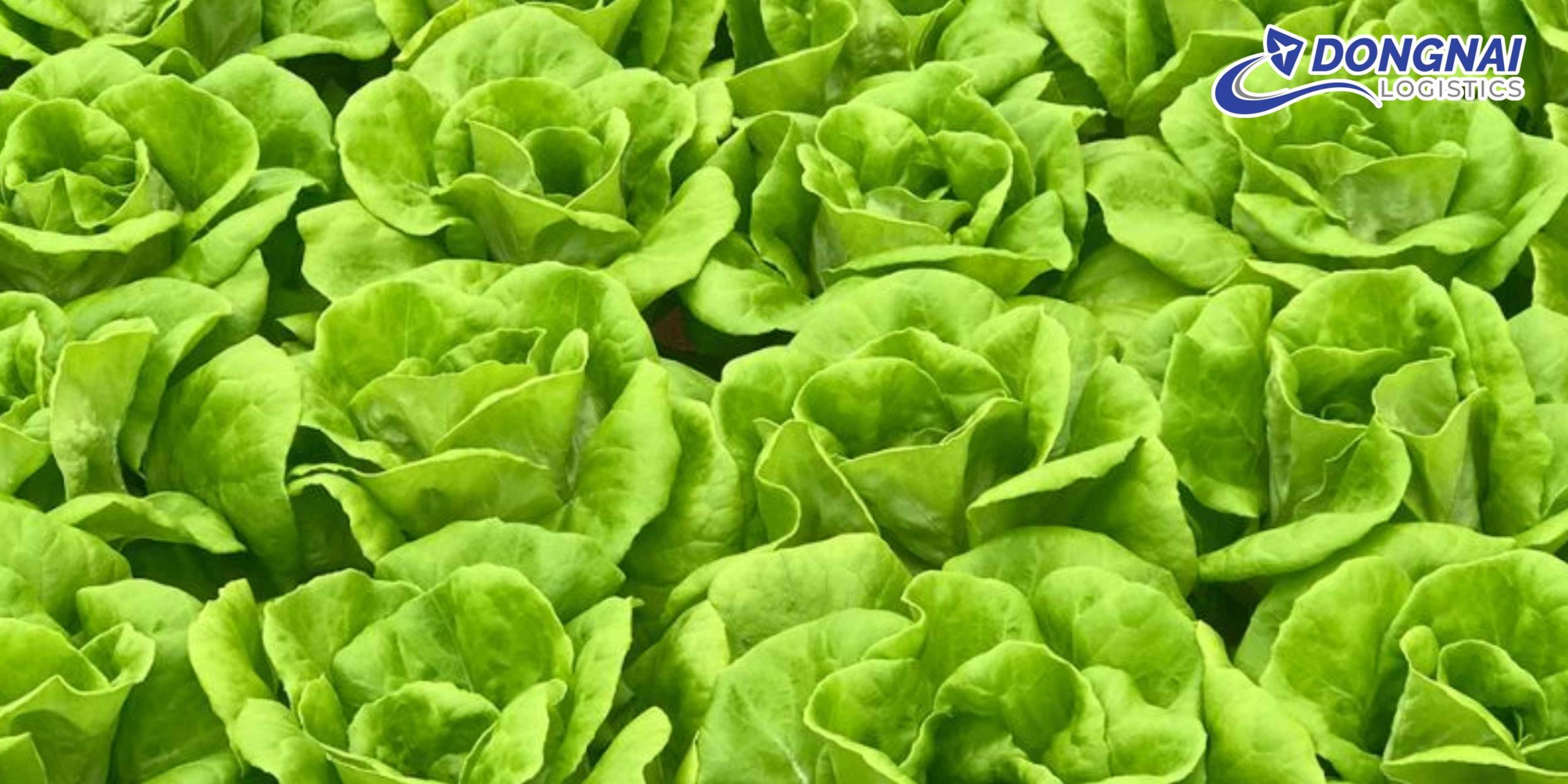 Gửi Rau Từ Đà Lạt Lên TP.HCM – Tươi Mỗi Ngày Cùng DongNai Logistics