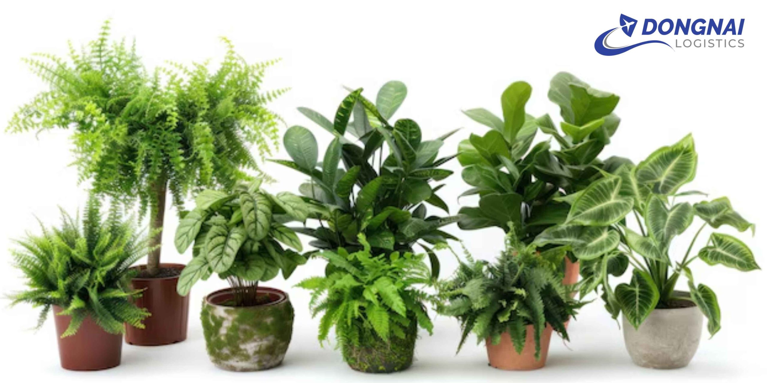 Gửi Cây Cảnh Từ Việt Nam Sang Úc An Toàn Cùng DongNai Logistics