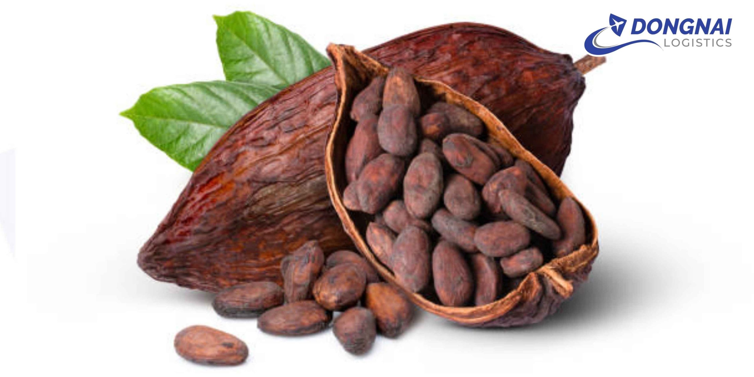 Gửi Quả Cacao Sang Mỹ Nhanh Chóng, Đúng Chuẩn Cùng DongNai Logistics