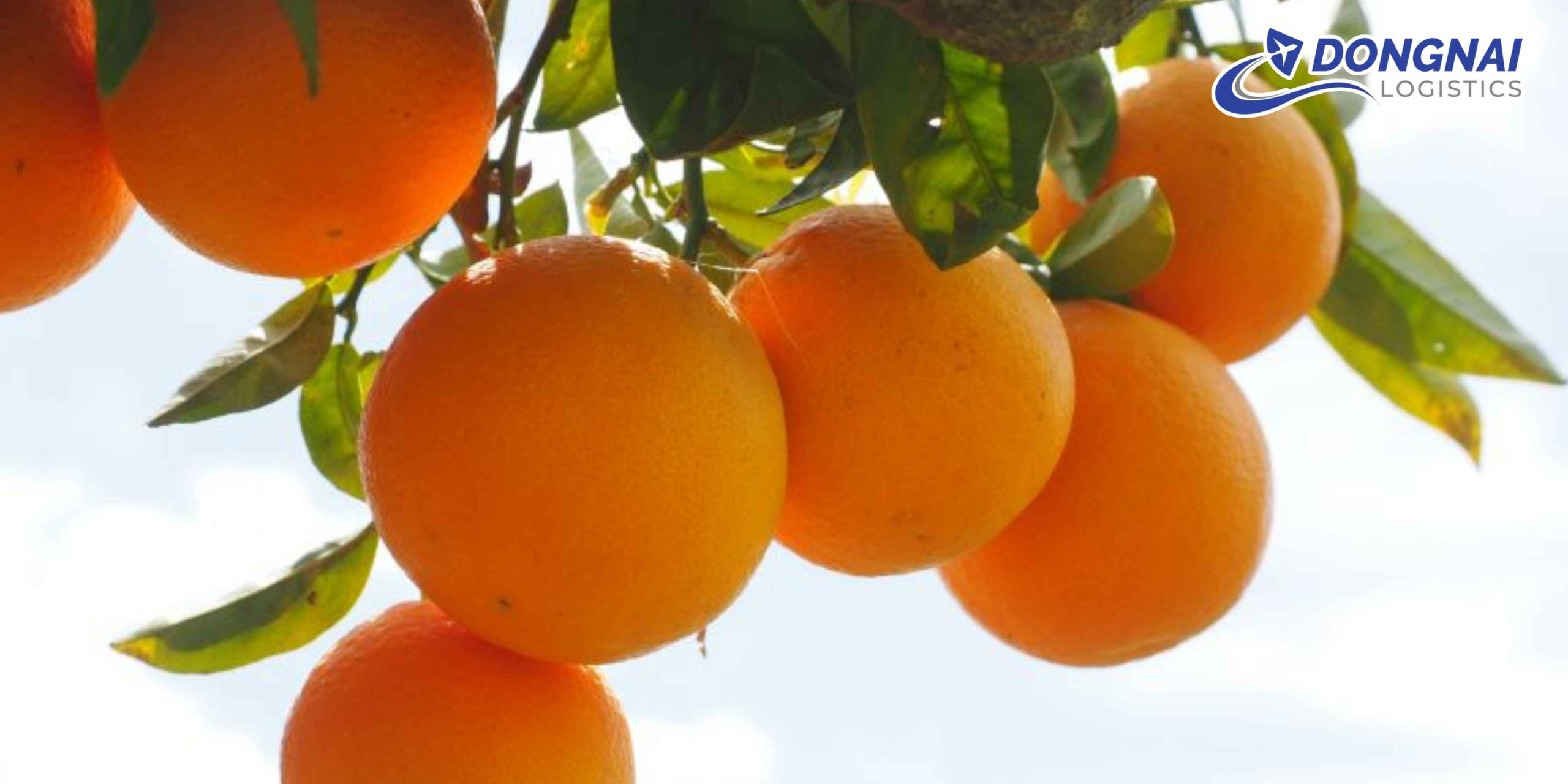 Gửi Cam Qua Úc An Toàn, Nhanh Chóng Cùng DongNai Logistics