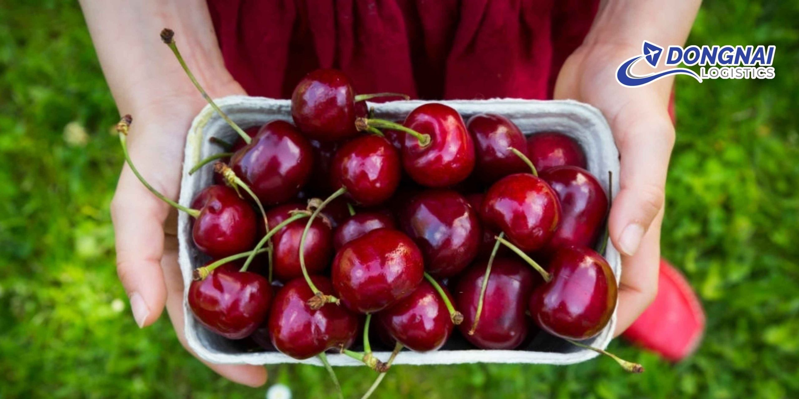 Gửi Cherry Đà Lạt Xuống Cà Mau – Tươi Ngon Mỗi Chuyến Cùng DongNai Logistics