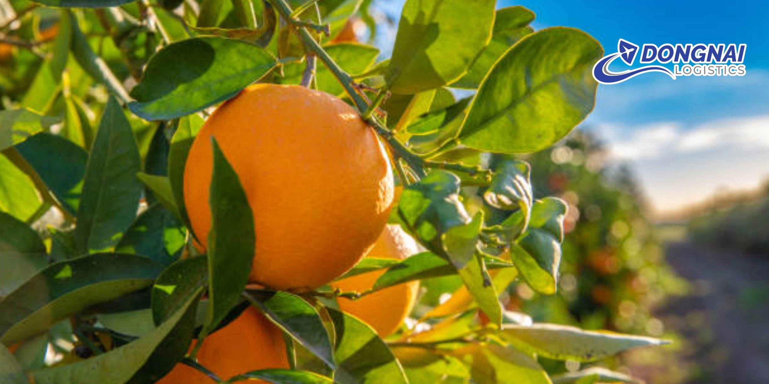 Gửi Cam Qua Úc An Toàn, Nhanh Chóng Cùng DongNai Logistics