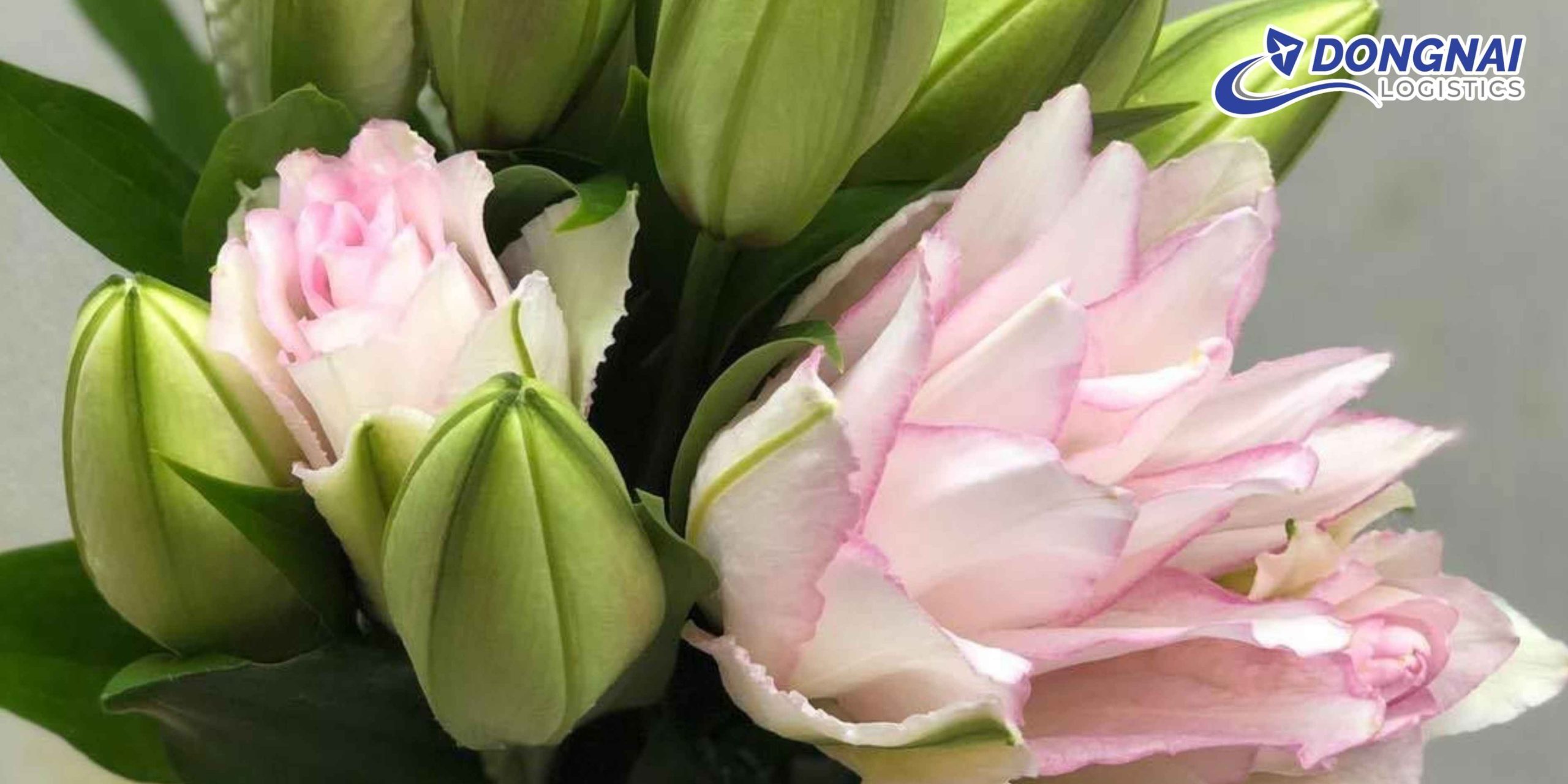 Gửi Hoa Ly Kép Từ Đà Lạt Vào HCM – Tươi Lâu, Giao Nhanh Cùng DongNai Logistics