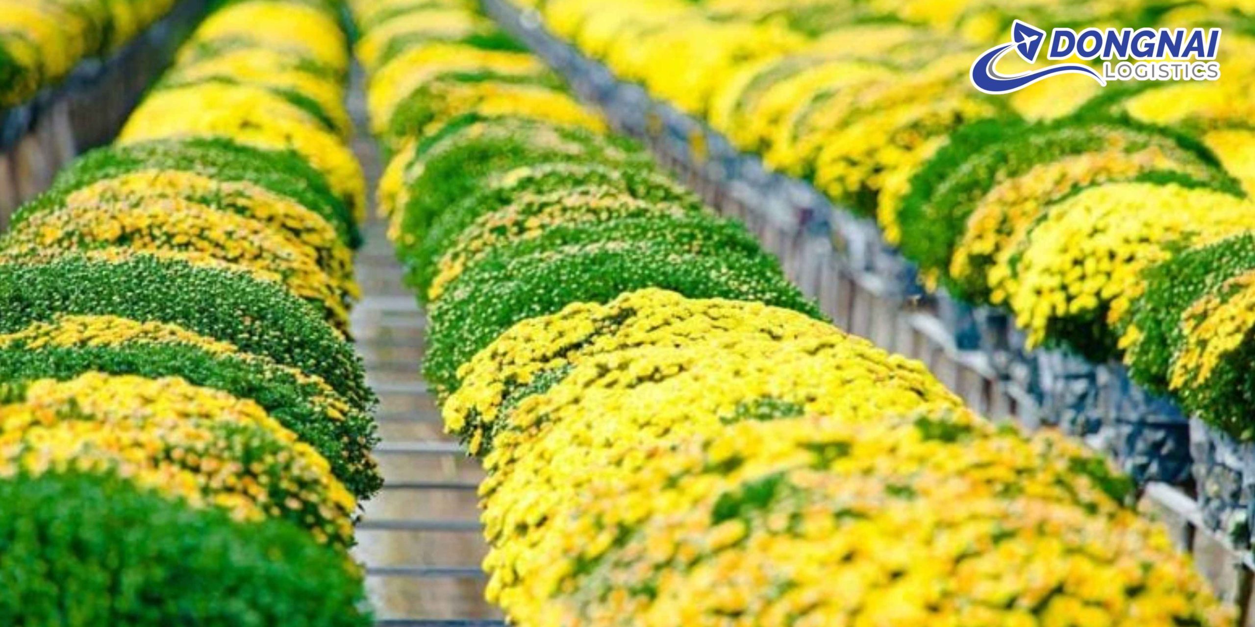 Gửi Hoa Cúc Tết Từ Đồng Tháp Vào TP.HCM – Tươi Lâu, Đúng Hẹn Cùng DongNai Logistics