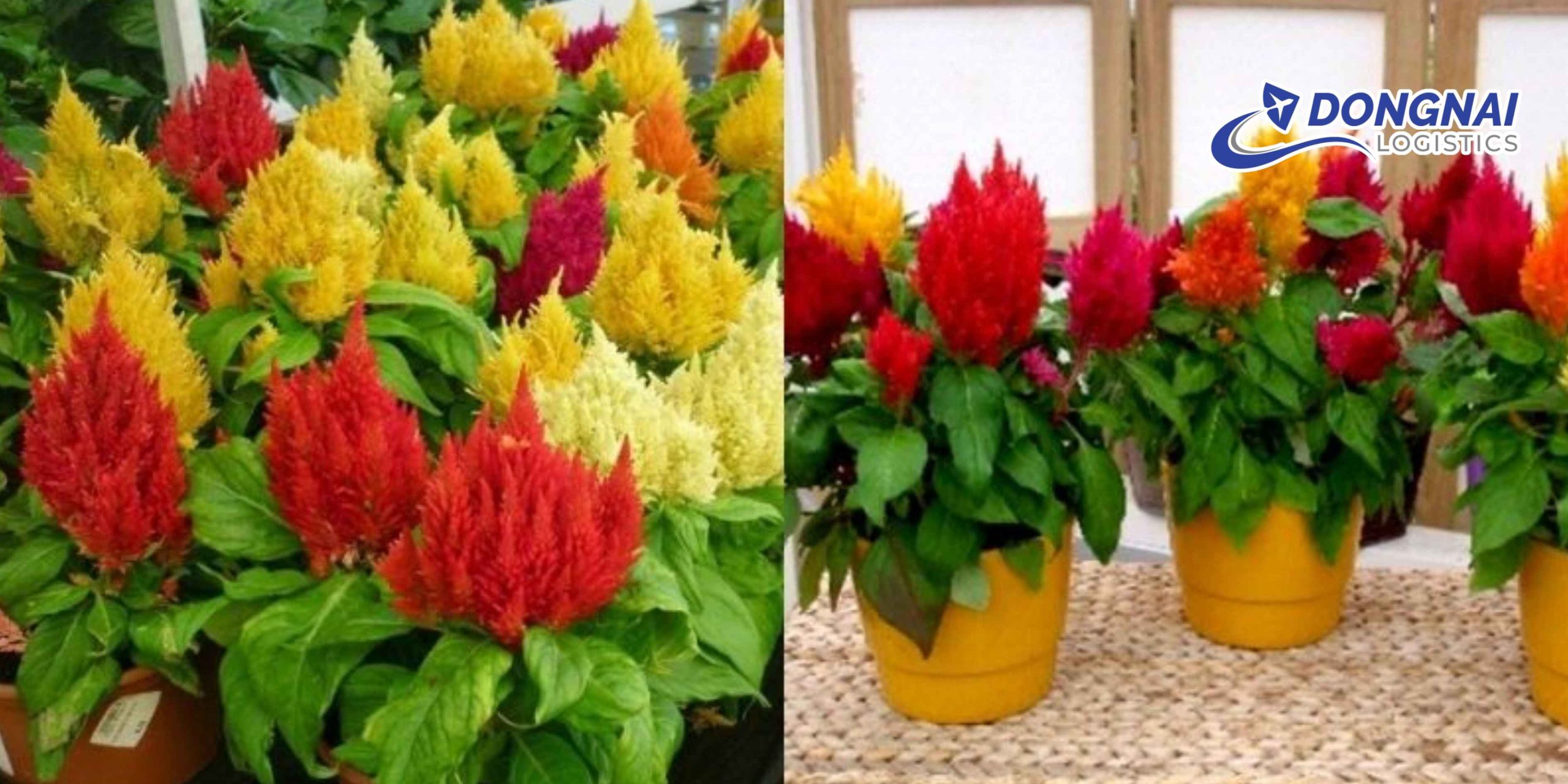 Gửi Hoa Mào Gà Từ Lâm Đồng Về Đồng Nai – Tươi Lâu, Đúng Hẹn Cùng DongNai Logistics