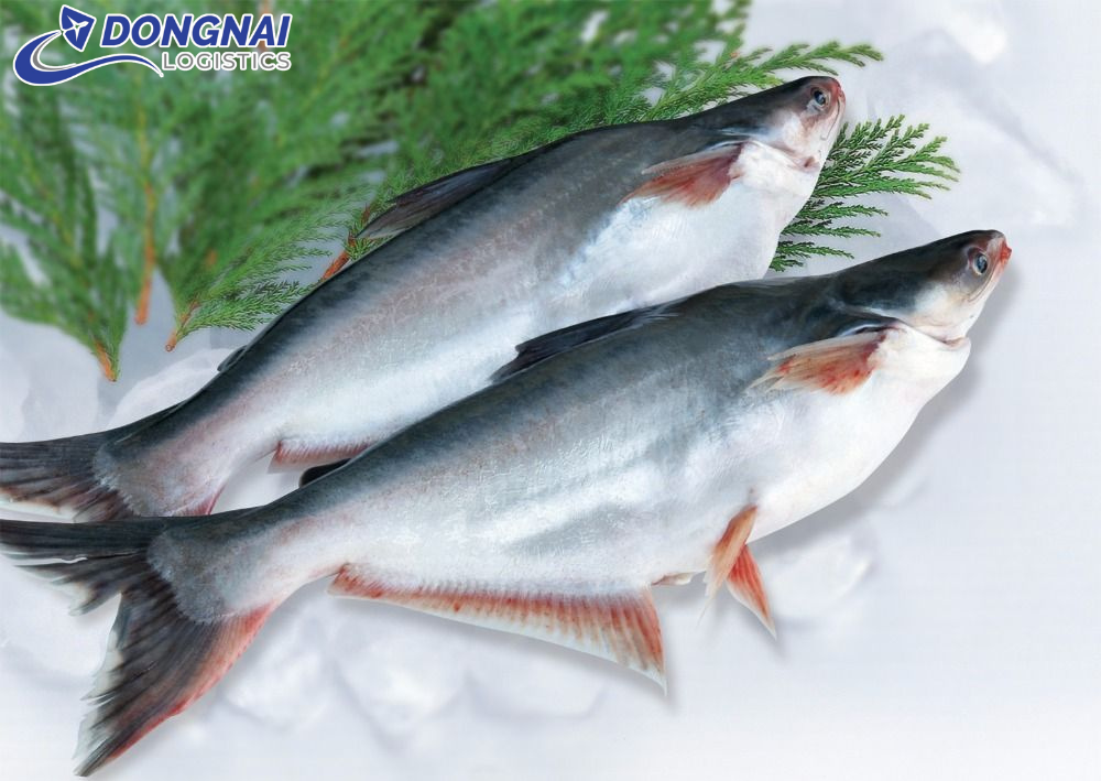Gửi Cá Ba Sa Sang Trung Quốc: Giải Pháp Vận Chuyển An Toàn