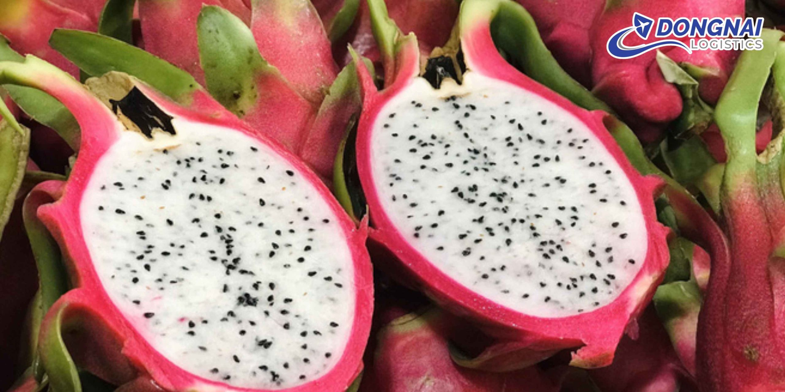 Gửi Thanh Long Sang Trung Quốc Nhanh – Tươi Đẹp Cùng DongNai Logistics