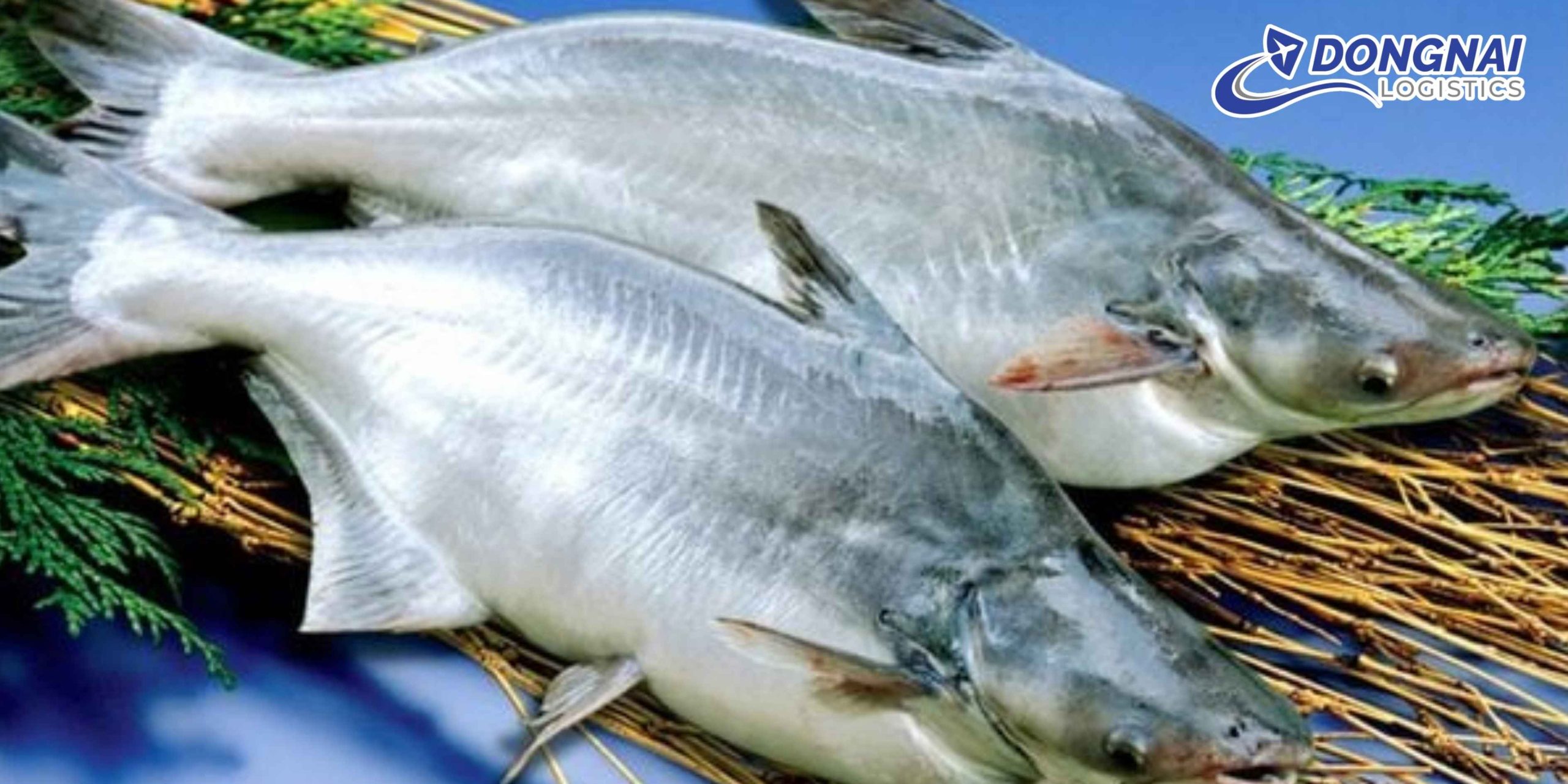 Gửi cá ba sa từ Việt Nam sang Trung Quốc – An toàn, nhanh chóng cùng DongNai Logistics