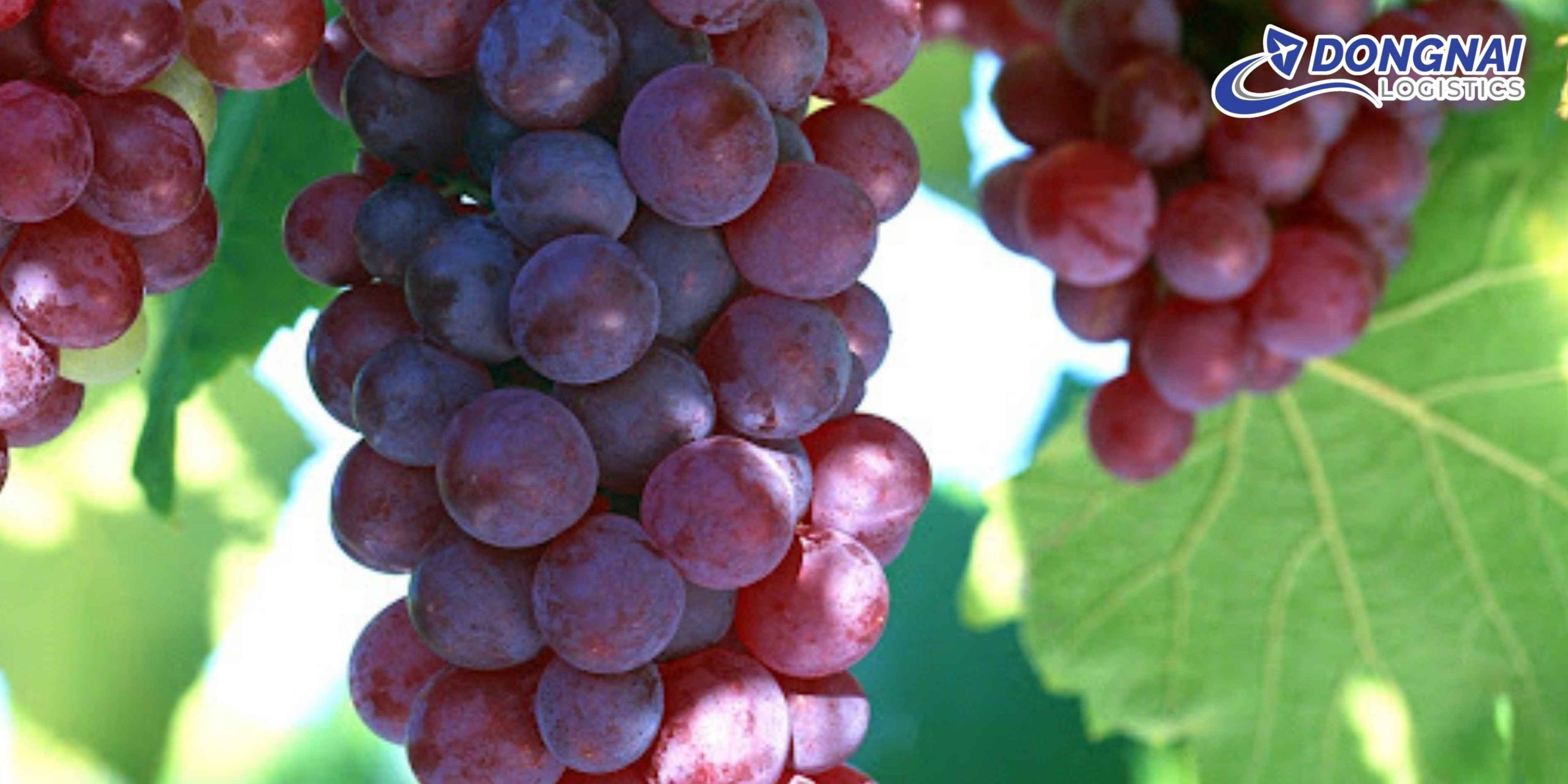 Gửi Nho Từ Việt Nam Sang Trung Quốc – Giữ Trọn Hương Vị Với DongNai Logistics