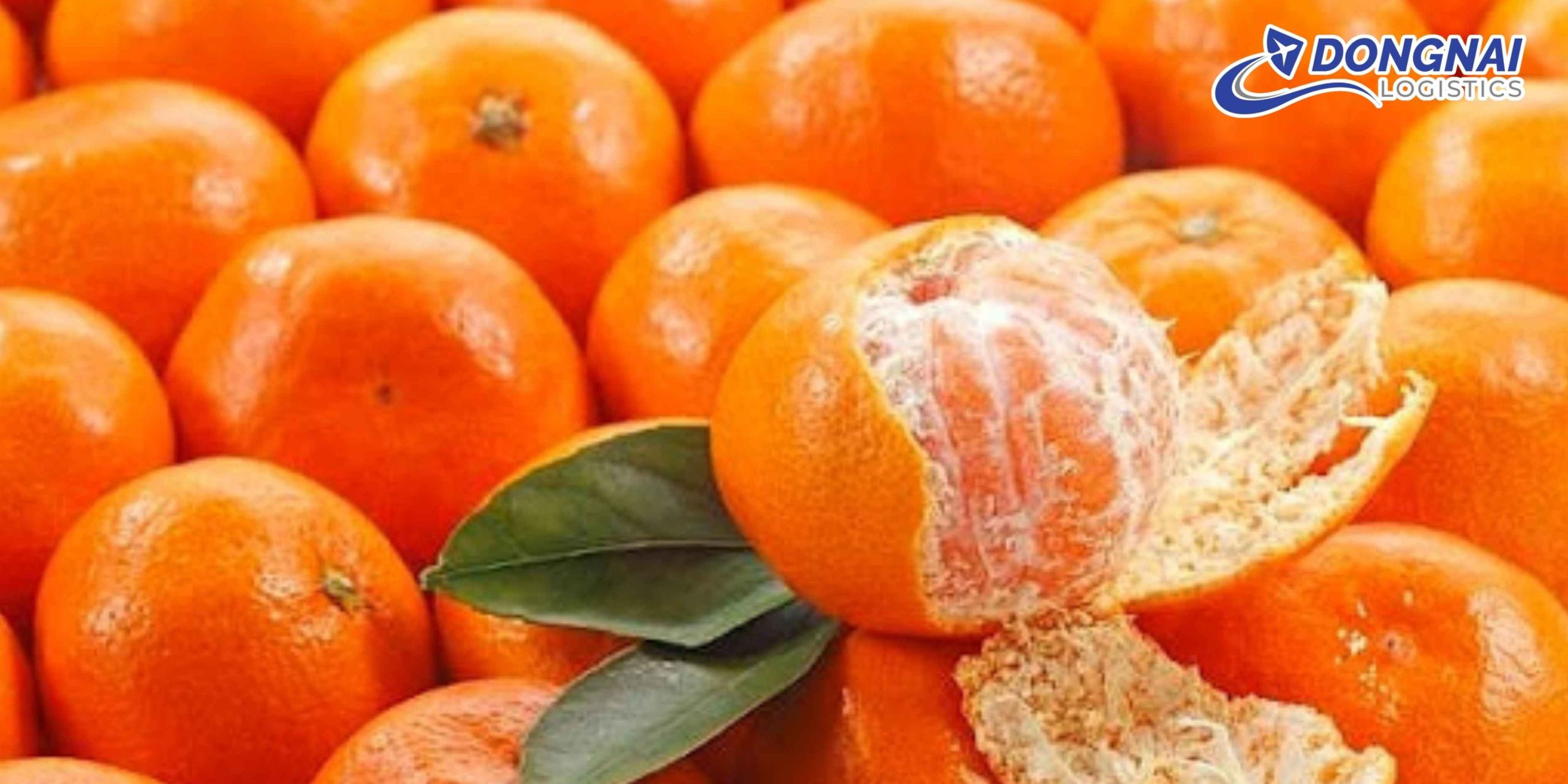 Gửi Quýt Từ Việt Nam Sang Thái Lan – Giữ Trọn Hương Vị Với DongNai Logistics