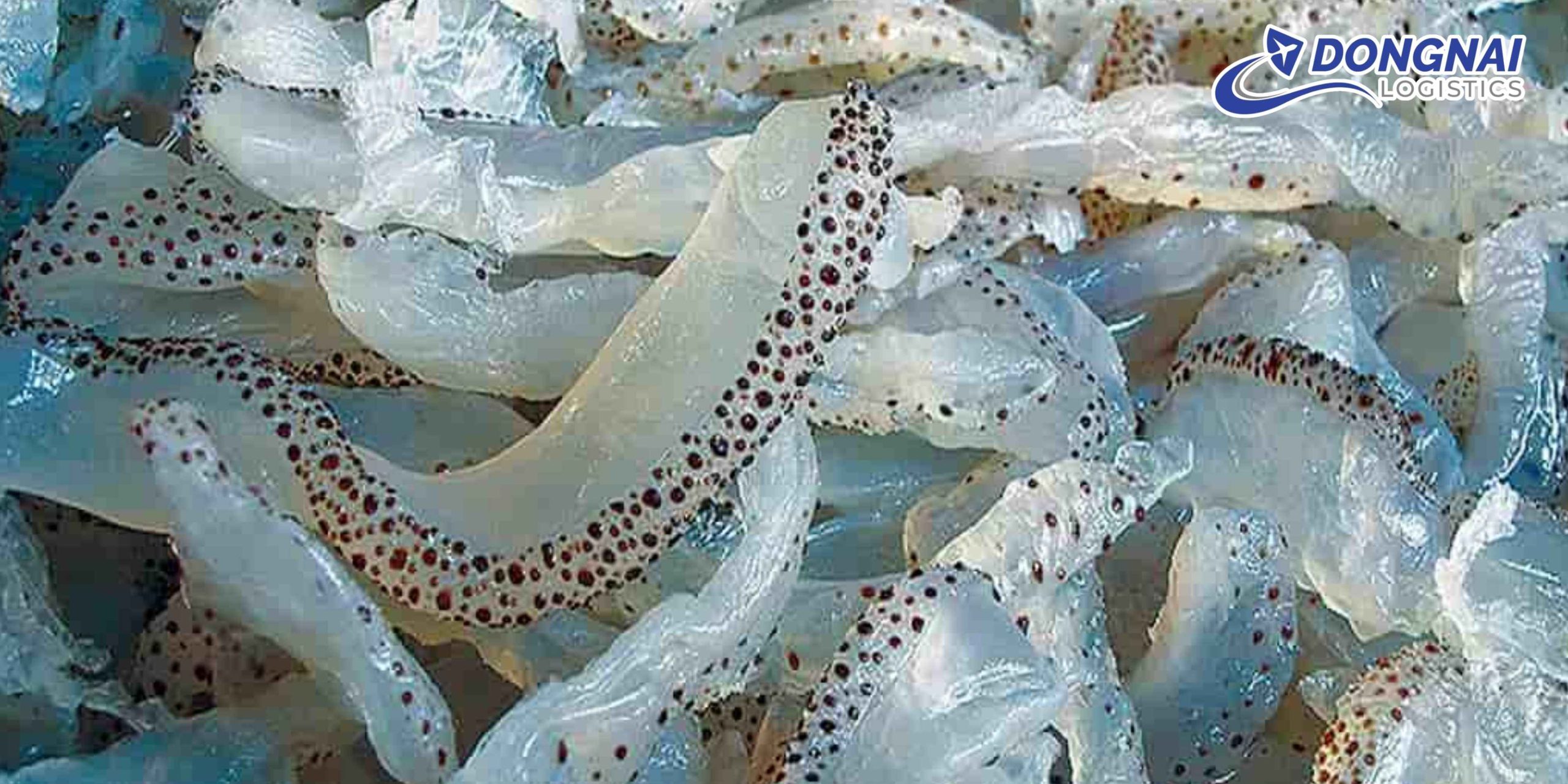 Gửi Sứa Mèo Nha Trang Ra Hà Nội – Giữ Trọn Giá Trị Với DongNai Logistics