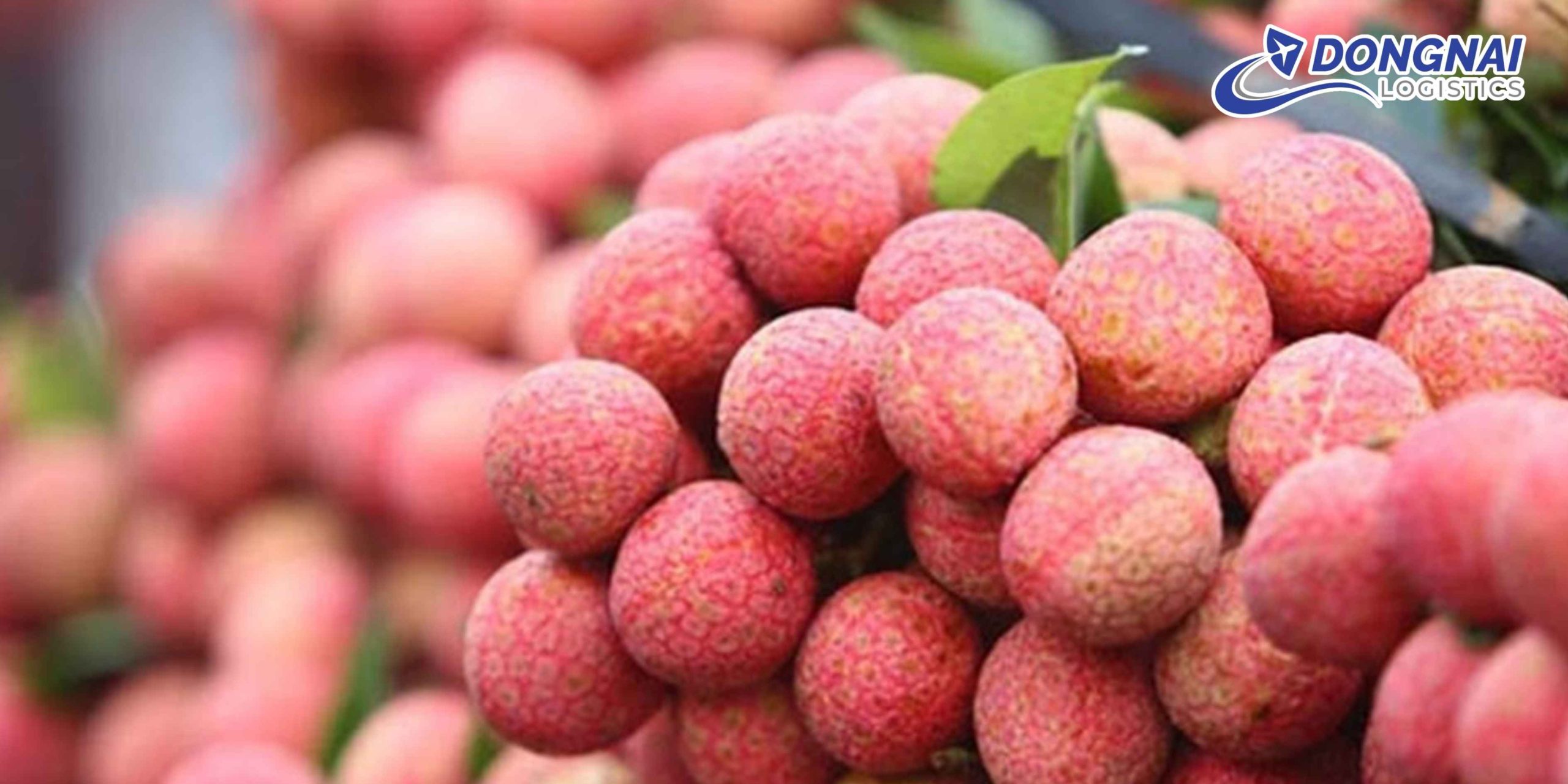 Gửi Vải Thiều Sang Trung Quốc Nhanh – Tươi Đỏ Cùng DongNai Logistics