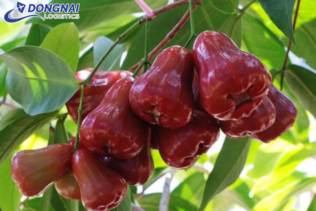Gửi Mận Roi Hà Nội Vào Sài Gòn: Cách Vận Chuyển An Toàn