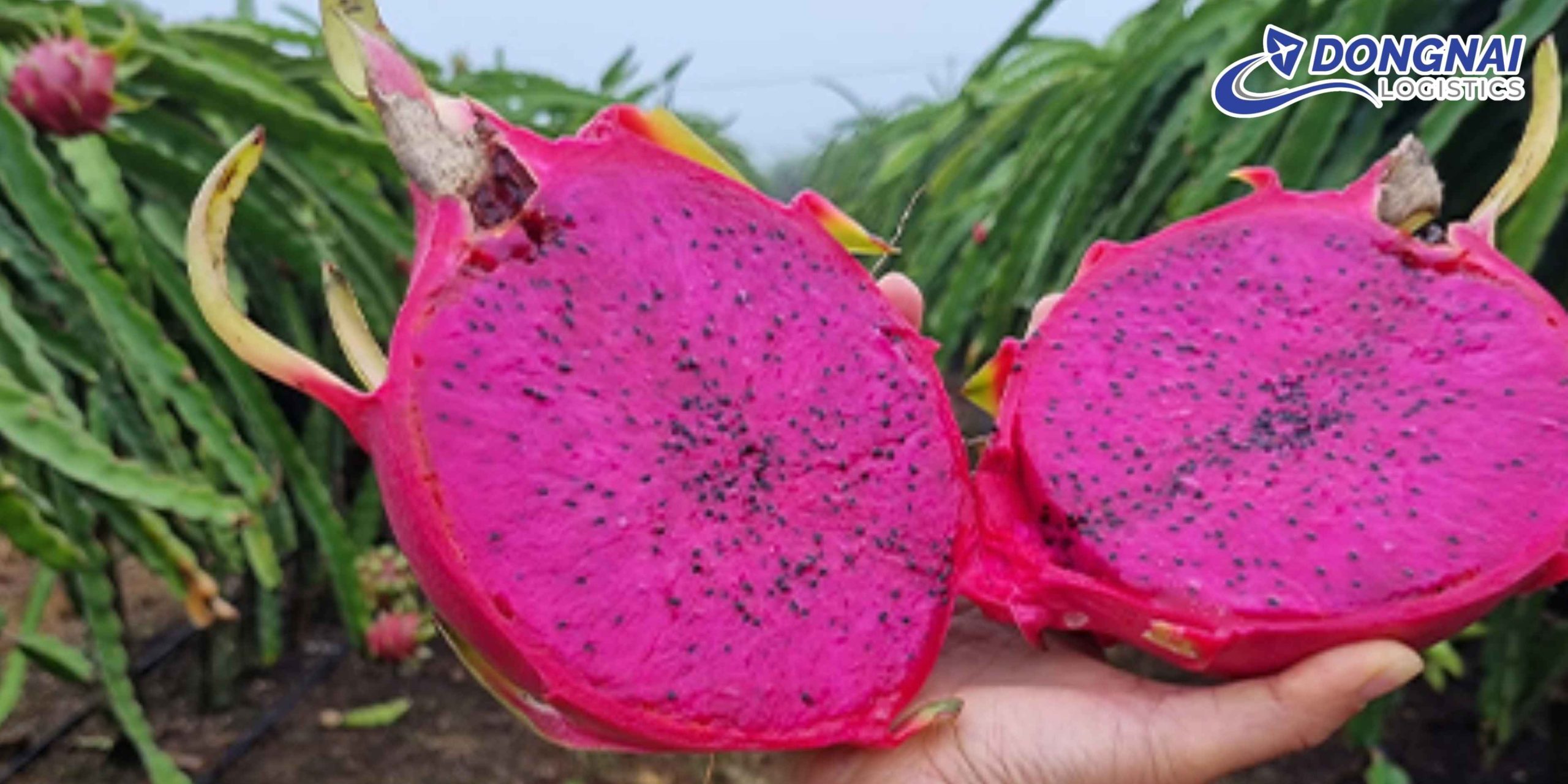 Gửi Thanh Long Sang Trung Quốc Nhanh – Tươi Đẹp Cùng DongNai Logistics