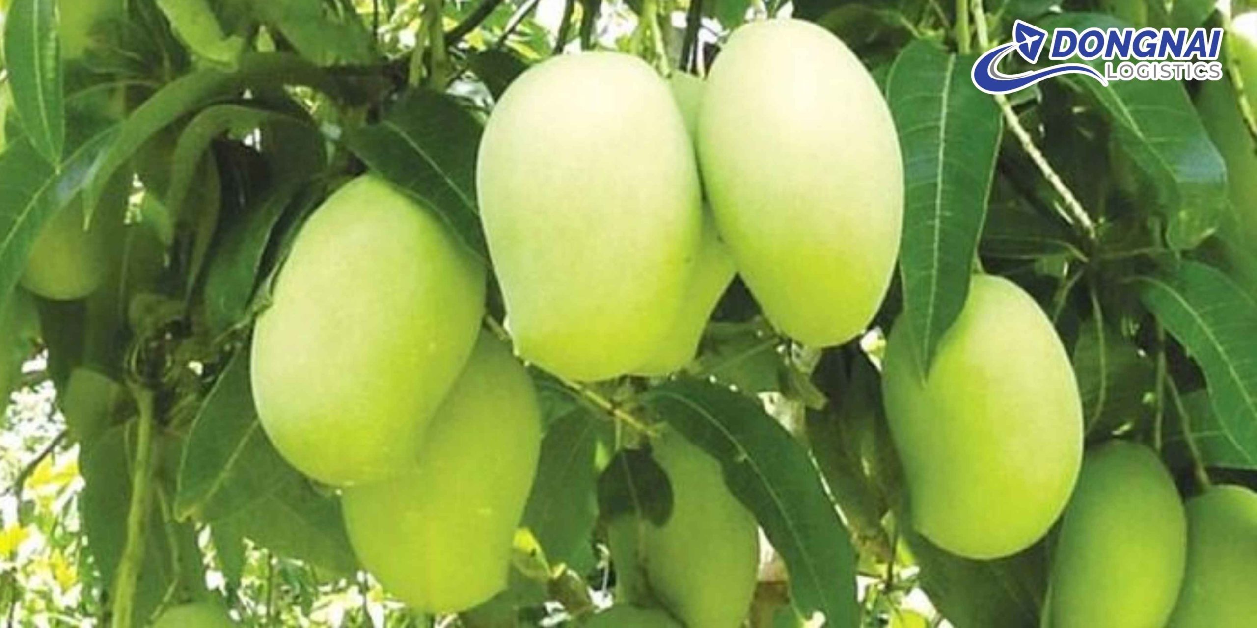 Gửi Xoài Keo Sang Singapore Nhanh Chóng Và An Toàn Cùng DongNai Logistics