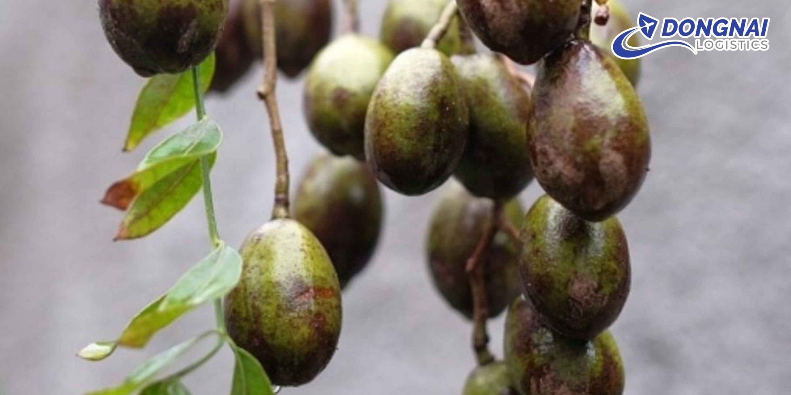 Gửi Trái Cóc Từ Tiền Giang Ra Hà Nội – Giữ Trọn Vị Ngon Cùng DongNai Logistics