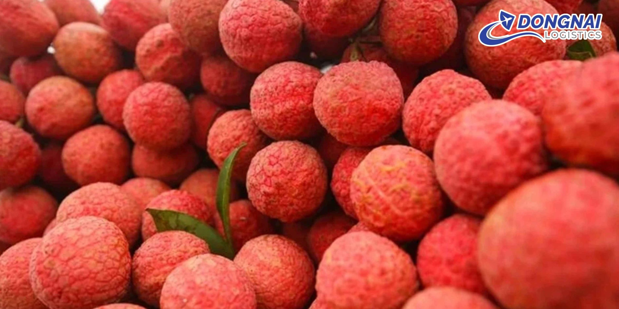 Gửi Vải Thiều Sang Trung Quốc Nhanh – Tươi Đỏ Cùng DongNai Logistics