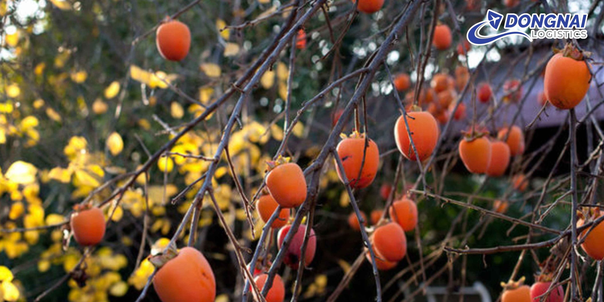 Gửi Hồng Treo Gió Từ Đà Lạt Đi Hà Nội Nhanh Chóng – An Toàn Cùng DongNai Logistics