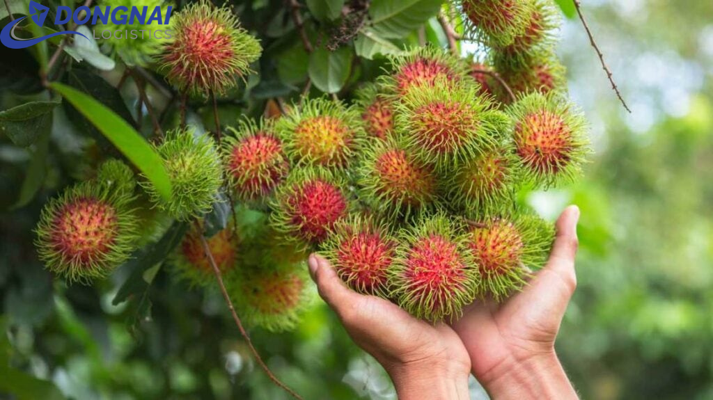 XUẤT KHẨU CHÔM CHÔM QUA ANH QUỐC - NHANH GỌN - THỦ TỤC DỄ DÀNG
