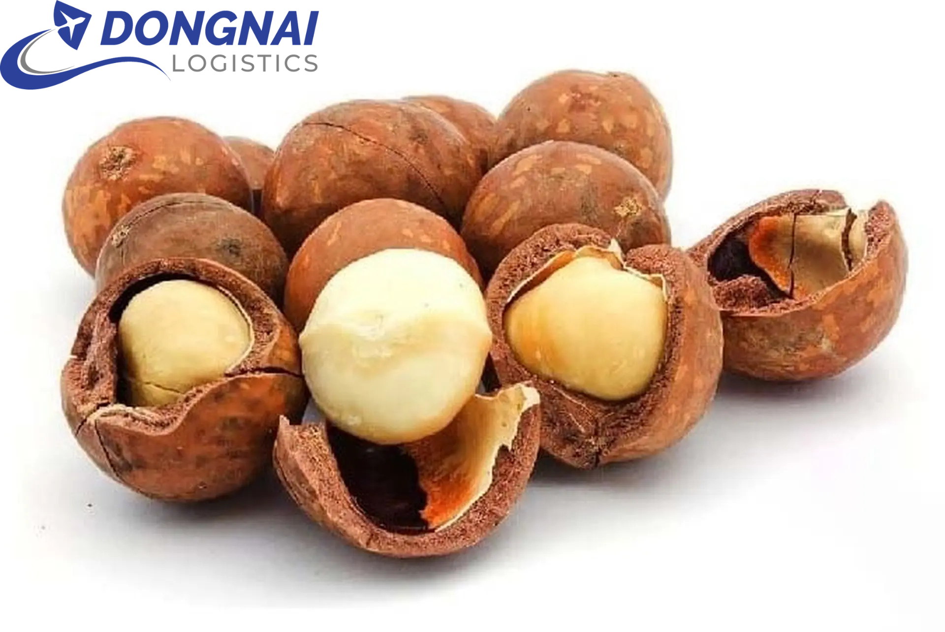 XUẤT KHẨU HẠT MACCA ĐI BA LAN - THỦ TỤC DỄ DÀNG - TIẾT KIỆM