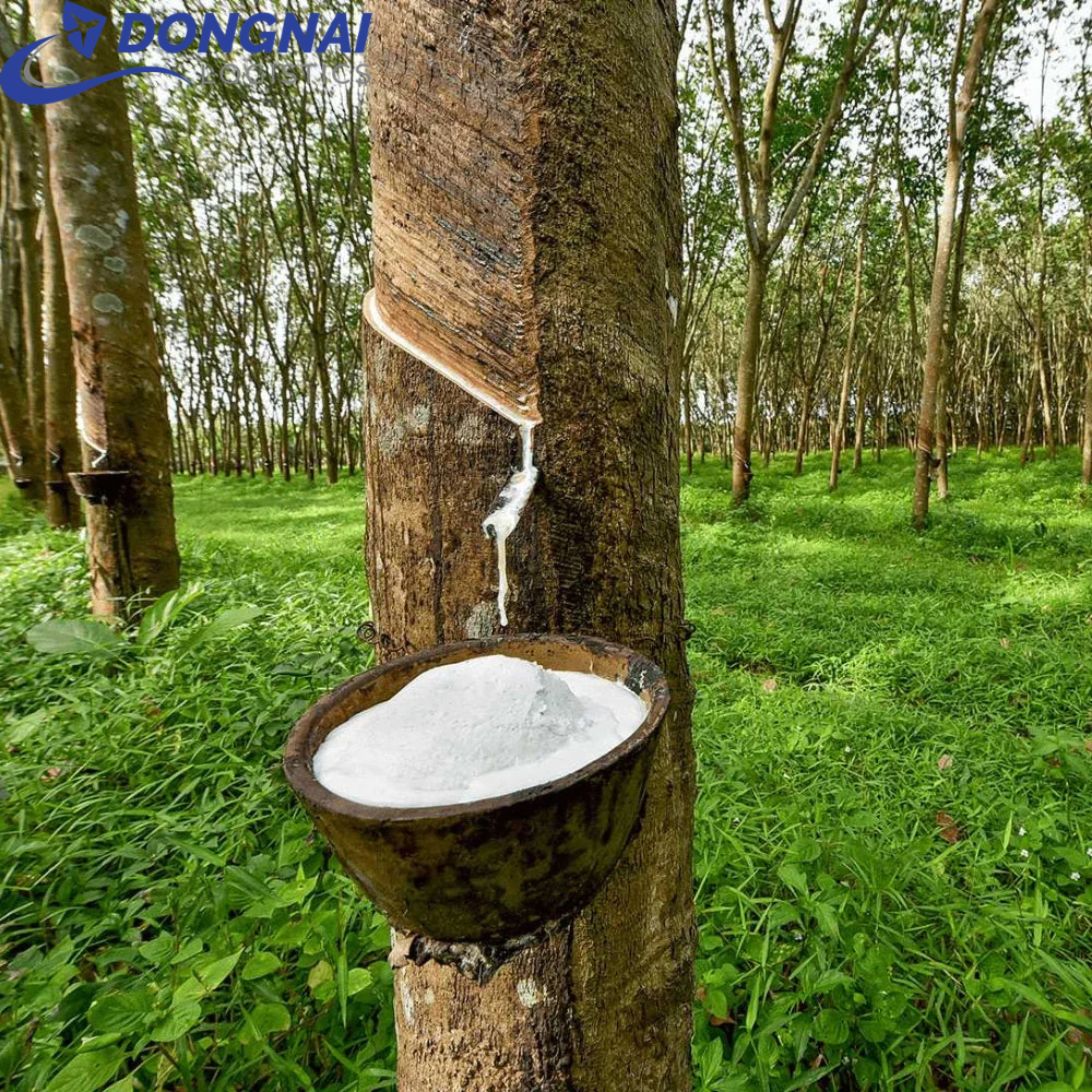 XUẤT KHẨU CAO SU TỰ NHIÊN QUA ẤN ĐỘ - THỦ TỤC DỄ DÀNG - NHANH CHÓNG