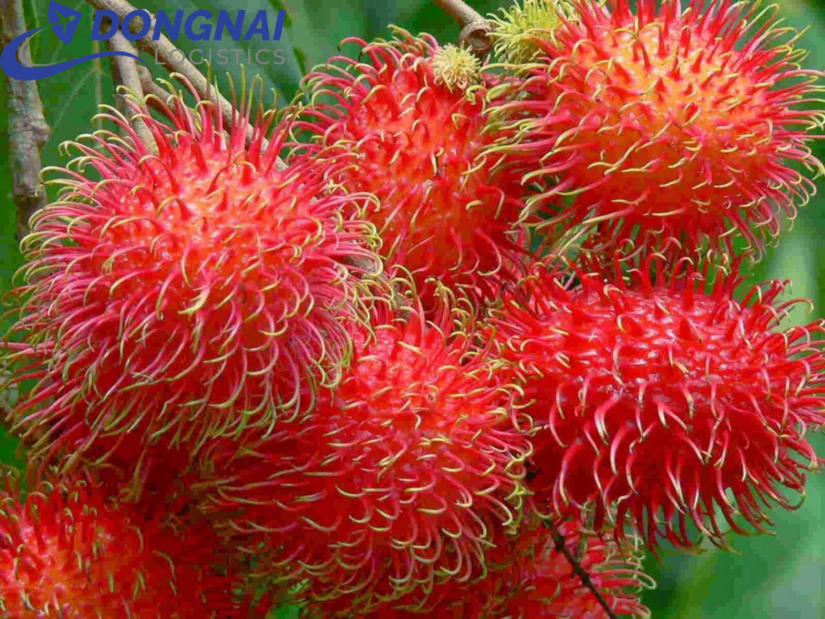 XUẤT KHẨU CHÔM CHÔM QUA ANH QUỐC - NHANH GỌN - THỦ TỤC DỄ DÀNG