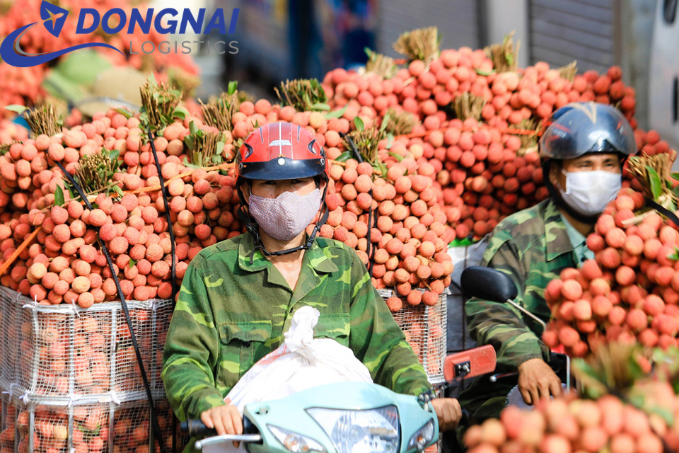 XUẤT KHẨU TRÁI LỆ CHI ĐI NHẬT BẢN - GIỮ TRỌN HƯƠNG VỊ CÙNG DONGNAI LOGISTICS