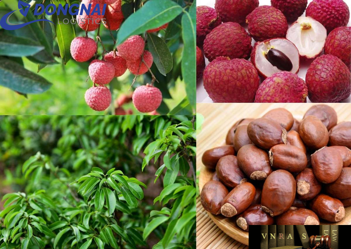 XUẤT KHẨU TRÁI LỆ CHI ĐI NHẬT BẢN - GIỮ TRỌN HƯƠNG VỊ CÙNG DONGNAI LOGISTICS