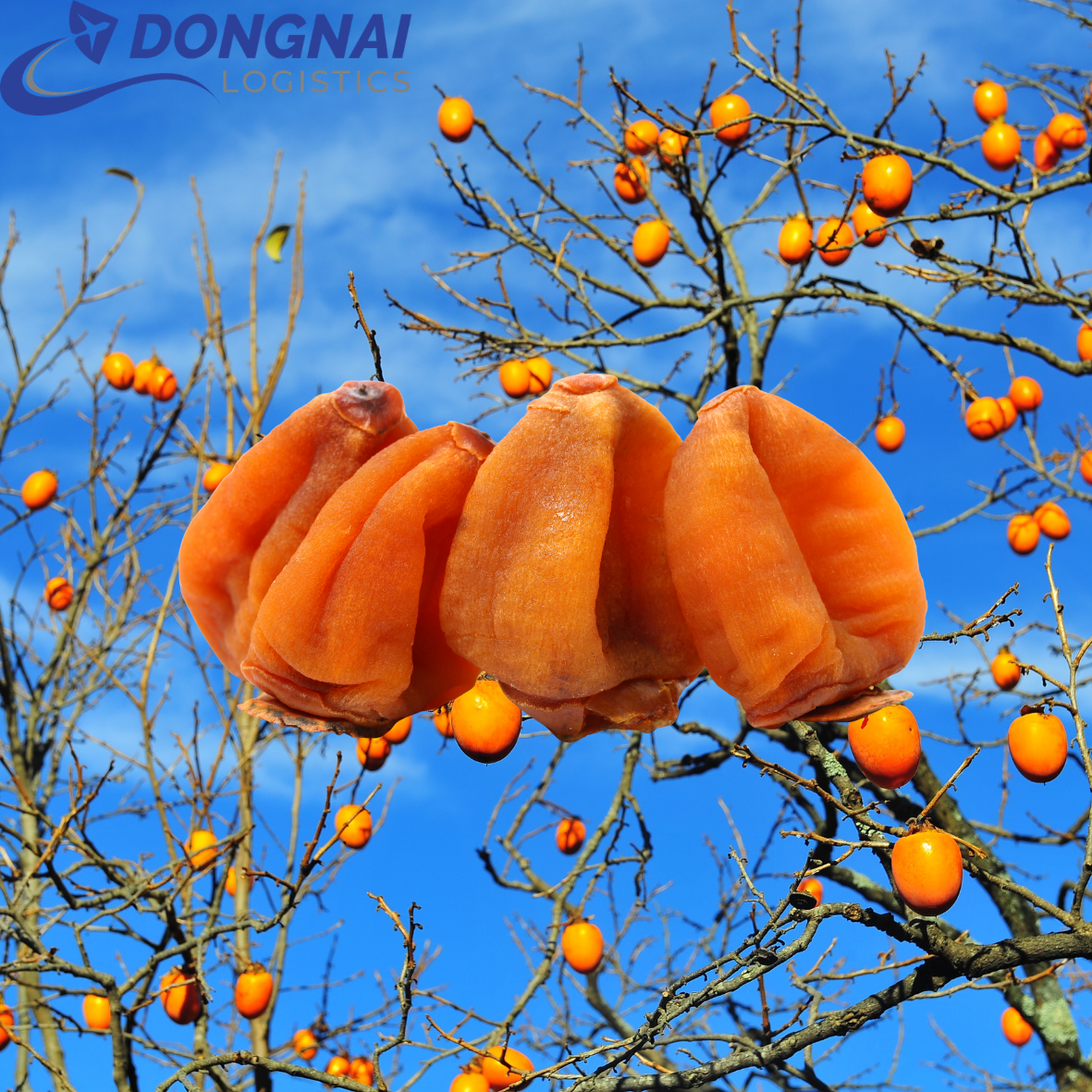 XUẤT KHẨU HỒNG TREO GIÓ ĐI THỤY SĨ - THỦ TỤC CHỨNG TỪ - QUY TRÌNH DỄ DÀNG
